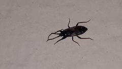 Eremocoris fenestratus