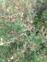 Berberis laurina