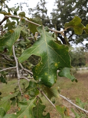 Quercus stellata