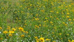 Aldama helianthoides