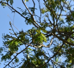 Albizia inundata