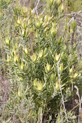 Leucadendron laureolum