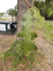 Quercus stellata