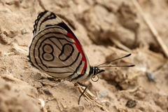 Diaethria candrena