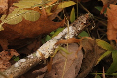 Byssomerulius corium