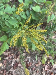 Solidago