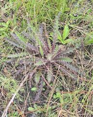 Cirsium horridulum