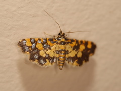 Eurrhyparodes tricoloralis