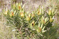 Leucadendron laureolum