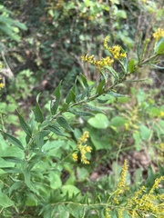 Solidago