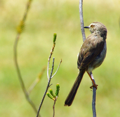 Prinia maculosa