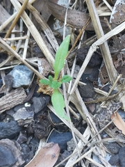 Solanum lycopersicum