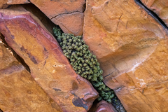 Hypodontium