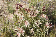 Leucadendron tinctum