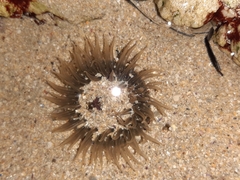 Bunodactis reynaudi