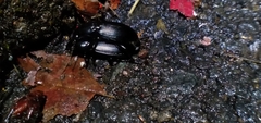 Pterostichus melanarius