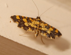 Eurrhyparodes tricoloralis