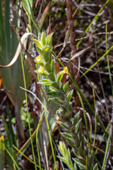 Struthiola tomentosa