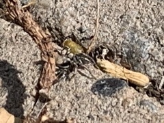 Habronattus klauseri