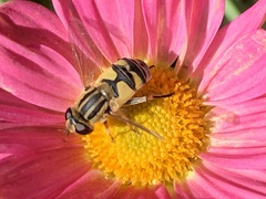 Helophilus latifrons