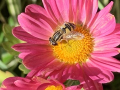 Helophilus latifrons