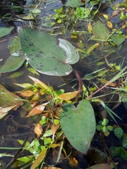 Echinodorus