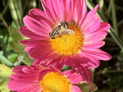 Helophilus latifrons