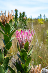 Protea compacta