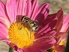 Helophilus latifrons