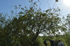 Albizia inundata