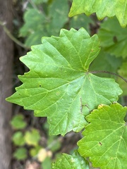 Vitis rotundifolia