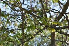 Albizia inundata