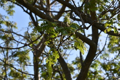 Albizia inundata