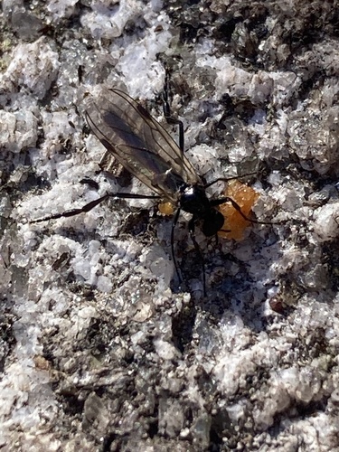 Bibio slossonae photo 4