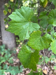 Vitis rotundifolia