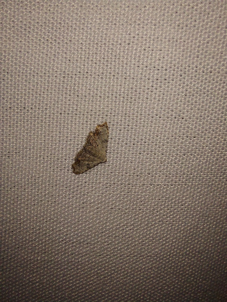 Sigela incisa