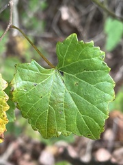 Vitis rotundifolia