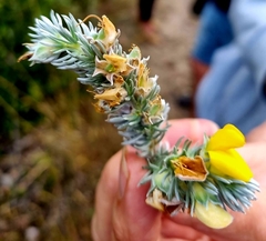 Aspalathus nickhelmei