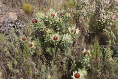 Leucadendron tinctum