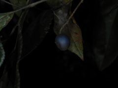 Elaeocarpus reticulatus