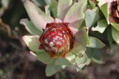 Leucadendron tinctum