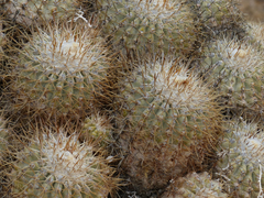 Copiapoa cinerascens