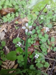 Cardamine hirsuta