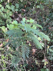 Albizia julibrissin