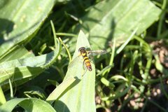 Sphaerophoria contigua