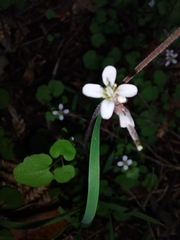 Cardamine hirsuta