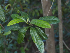 Elaeocarpus reticulatus
