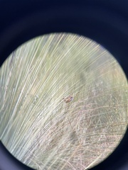 Stipiturus malachurus