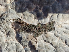Euphorbia turpinii
