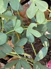 Baptisia australis